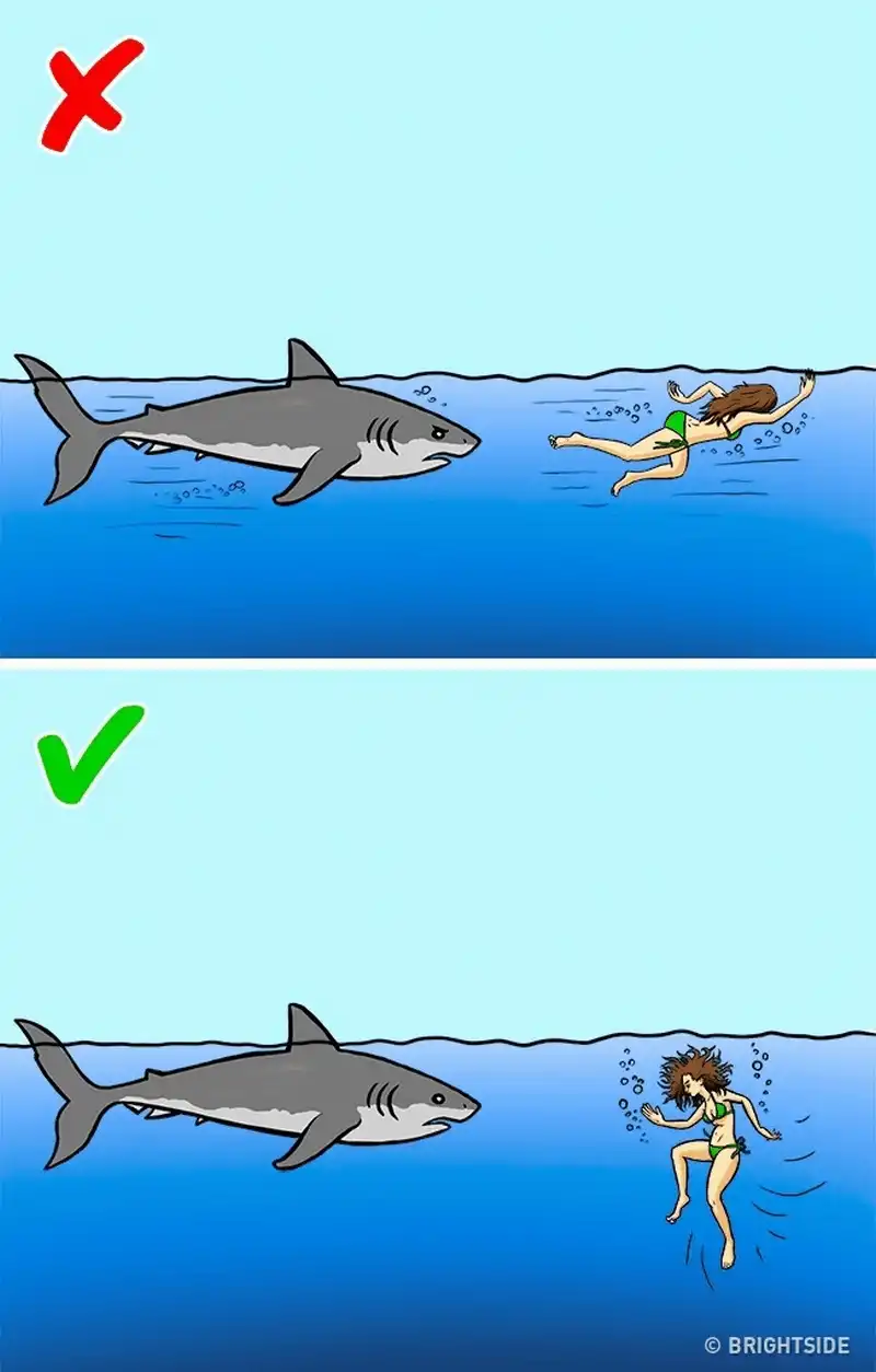 wanderlust tips 12 cach giup ban song sot khi doi mat voi dong vat nguy hiem 1