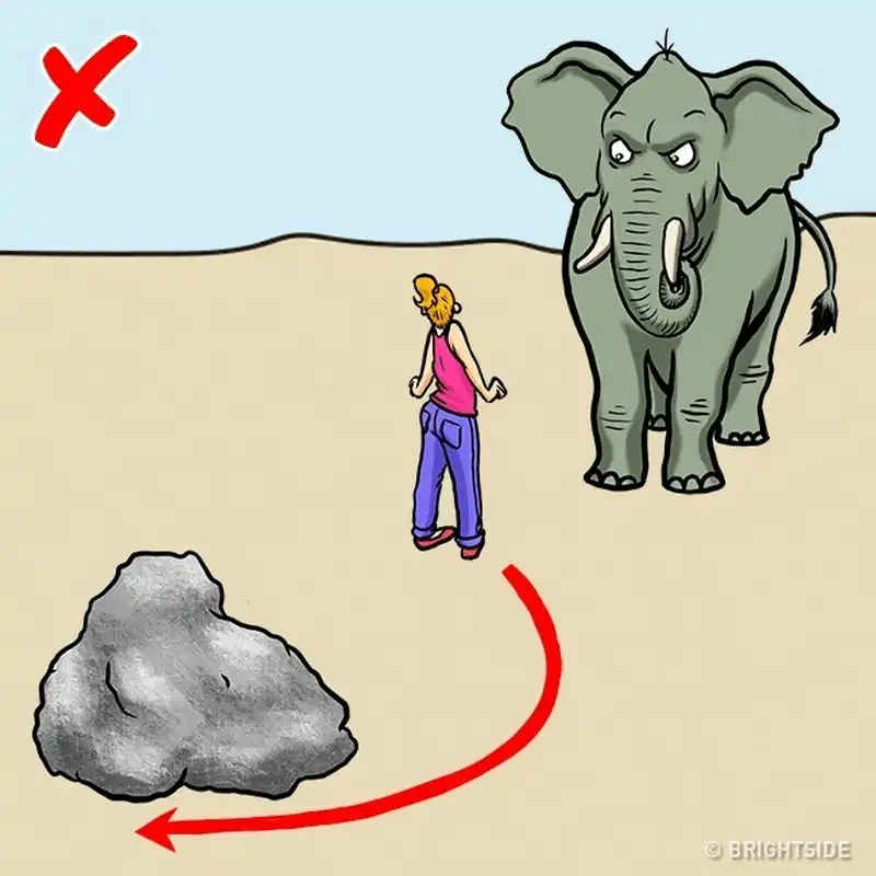 wanderlust tips 12 cach giup ban song sot khi doi mat voi dong vat nguy hiem 5