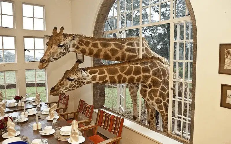 wanderlust tips 12 khach san hang sang danh cho nhung nguoi yeu dong vat 6