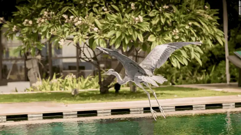 wanderlust tips 12 khach san hang sang danh cho nhung nguoi yeu dong vat 7