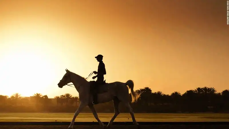 wanderlust tips 12 khach san hang sang danh cho nhung nguoi yeu dong vat 8