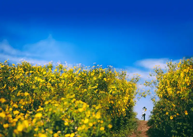 wanderlust tips 4 cung duong ngam hoa da quy dep nhat o da lat 5