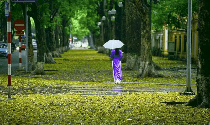 5 con đường sống ảo chất lừ cho giới trẻ Hà Nội trong mùa thu đông 10 wanderlust tips 5 con duong chup anh dep nhat ha noi trong mua thu 6