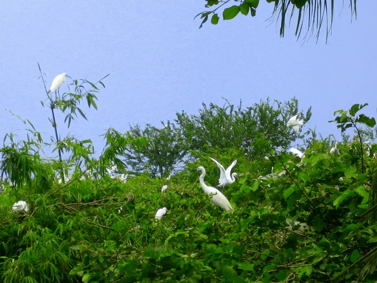 8 điểm du lịch Miền Tây không thể bỏ qua vào buổi sáng 9 wanderlust tips 8 diem du lich mien tay khong the bo qua vao buoi sang19