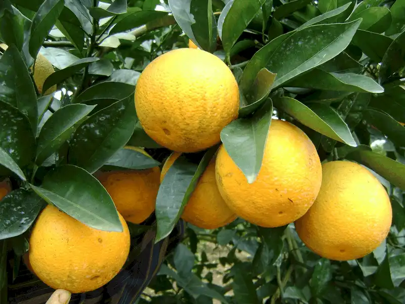 wanderlust tips 8 mon dac san noi danh bon phuong cua xu nghe 7