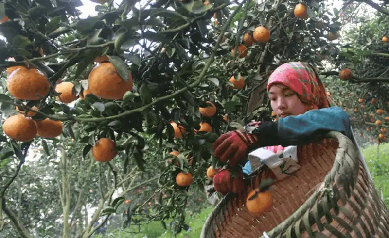 wanderlust tips 9 dac san ma du khach nen mua ve lam qua khi di du lich ha giang 7