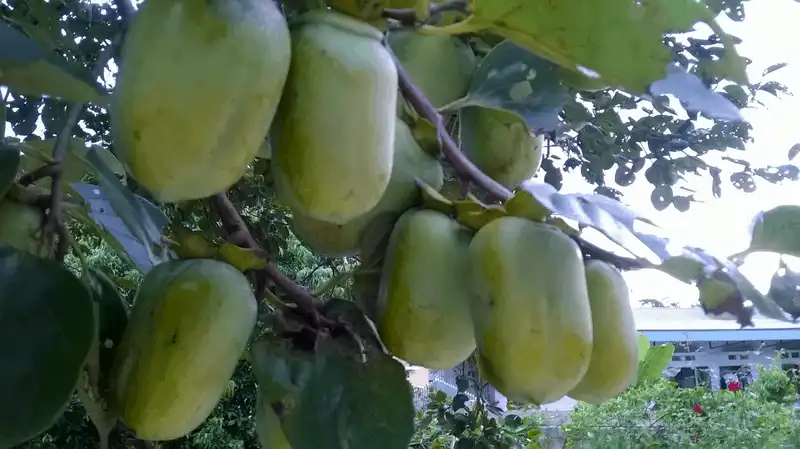 wanderlust tips 9 dac san ma du khach nen mua ve lam qua khi di du lich ha giang 9