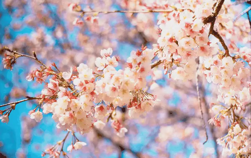 wanderlust tips cac ung dung chinh anh khi di du lich 7