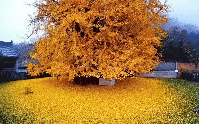 Sắc vàng rực rỡ của cây bạch quả 1.400 tuổi ở Trung Quốc 5 wanderlust tips chiem nguong sac vang ruc ro cua cay bach qua 1400 tuoi o trung quoc 1