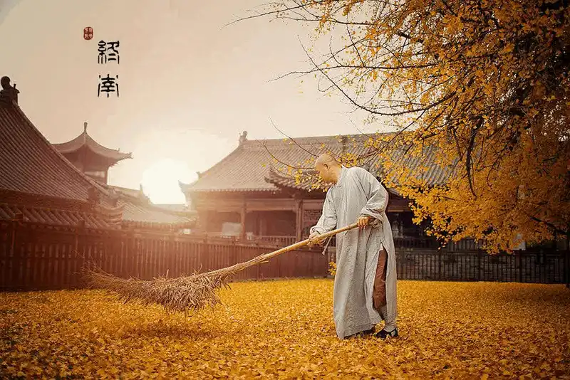 Sắc vàng rực rỡ của cây bạch quả 1.400 tuổi ở Trung Quốc 9 wanderlust tips chiem nguong sac vang ruc ro cua cay bach qua 1400 tuoi o trung quoc 5