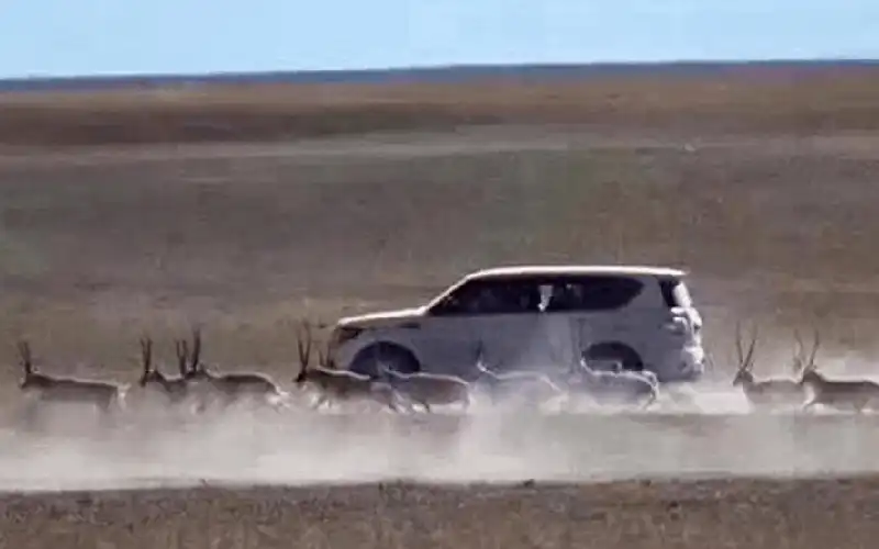 Du khách bị phạt hơn 360 triệu VND vì rượt đuổi linh dương chụp ảnh 5 wanderlust tips du khach bi phat hon 360 trieu vnd vi ruot duoi linh duong chup anh 1