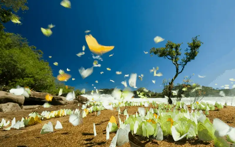 wanderlust tips du lich brazil qua 25 buc anh tuyet dep 6