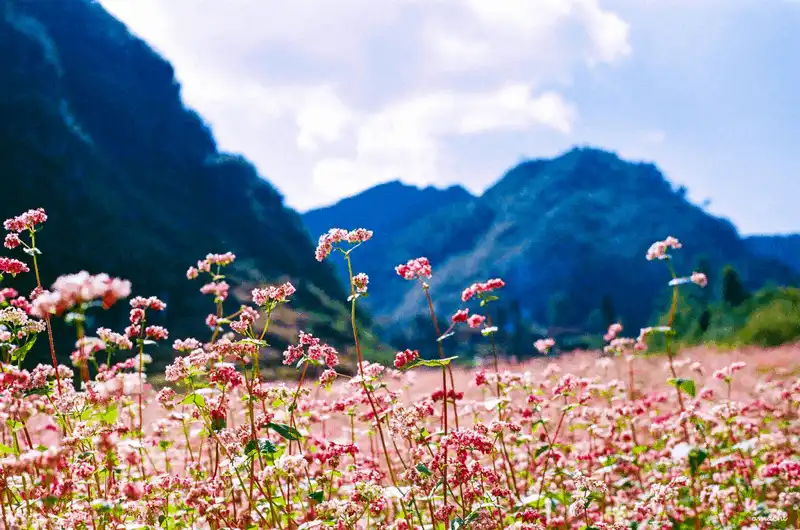wanderlust tips ha giang say dam nhung mua hoa 1