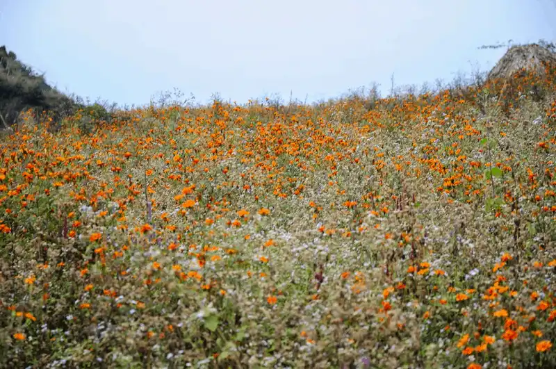 wanderlust tips ha giang say dam nhung mua hoa 3