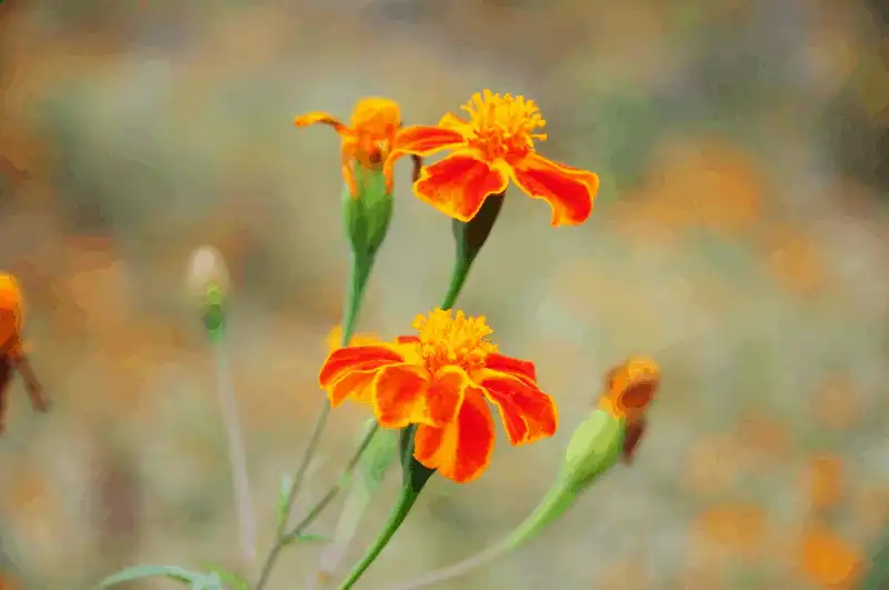 wanderlust tips ha giang say dam nhung mua hoa 4