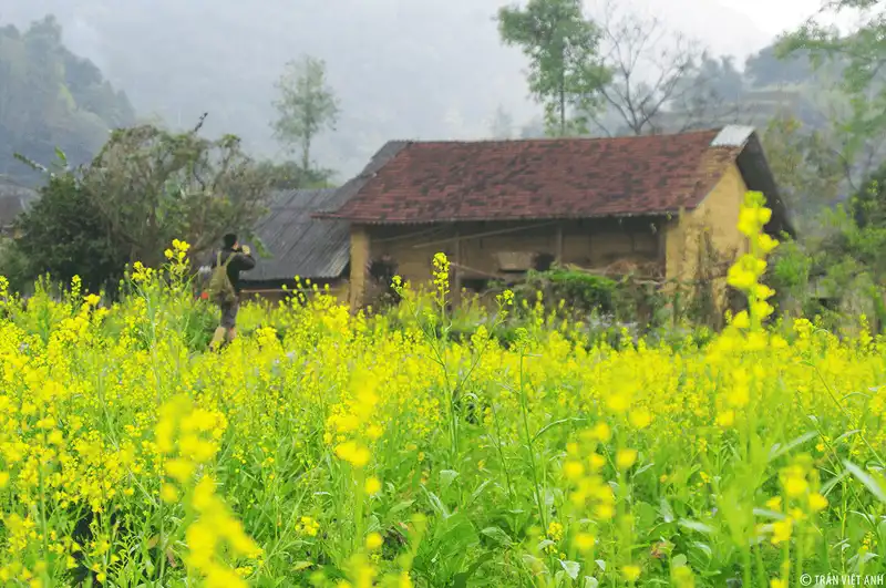 wanderlust tips ha giang say dam nhung mua hoa 5