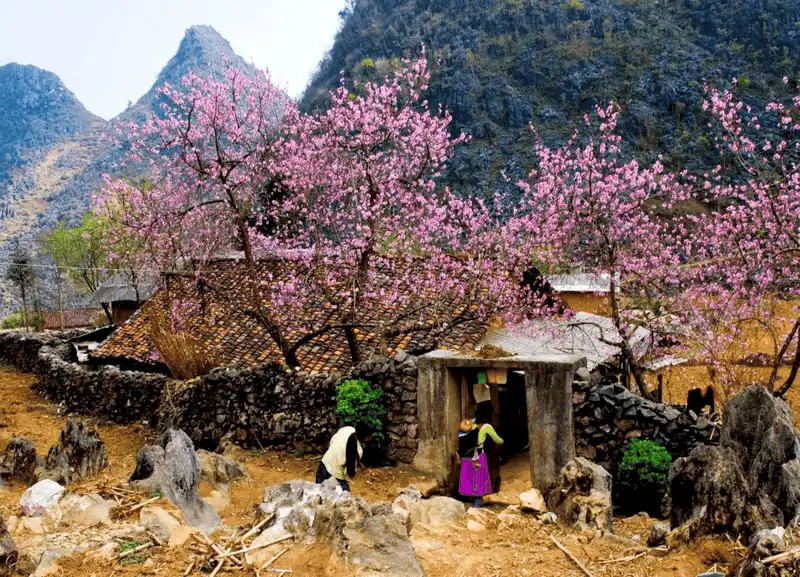 wanderlust tips ha giang say dam nhung mua hoa 7