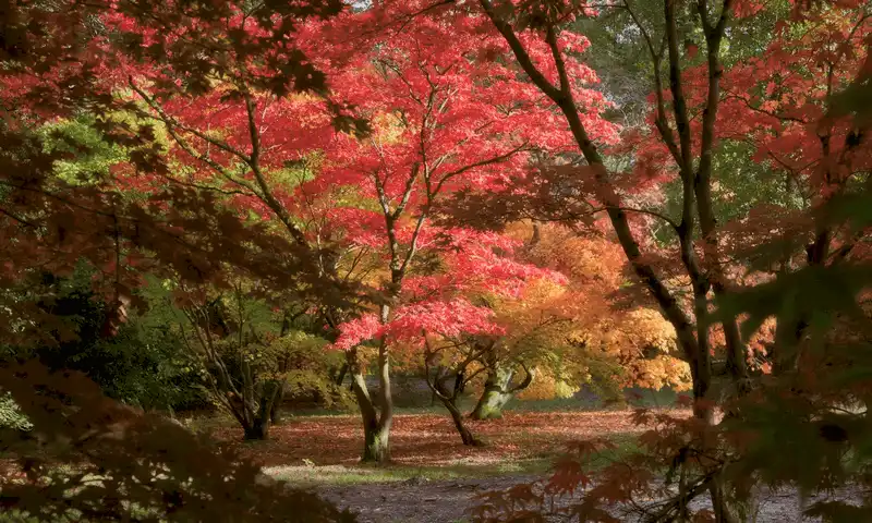 wanderlust tips ngan ngo ngam sac thu ruc ro khi rung thay ao 4