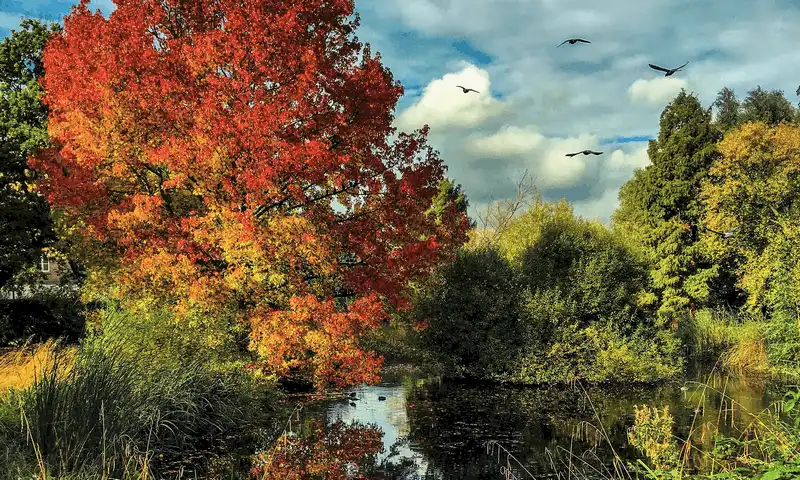 wanderlust tips ngan ngo ngam sac thu ruc ro khi rung thay ao 5