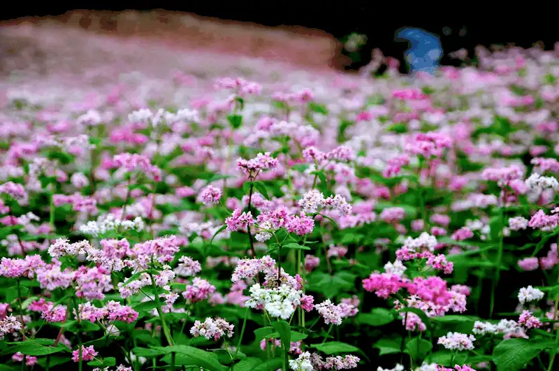 wanderlust tips nhung dia diem ngam hoa tam giac mach dep nhat ha giang 2