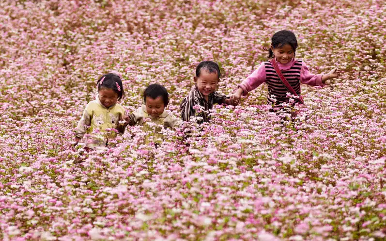 wanderlust tips nhung dia diem ngam hoa tam giac mach dep nhat ha giang 3
