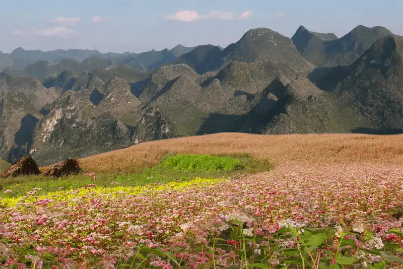 wanderlust tips nhung dia diem ngam hoa tam giac mach dep nhat ha giang 4