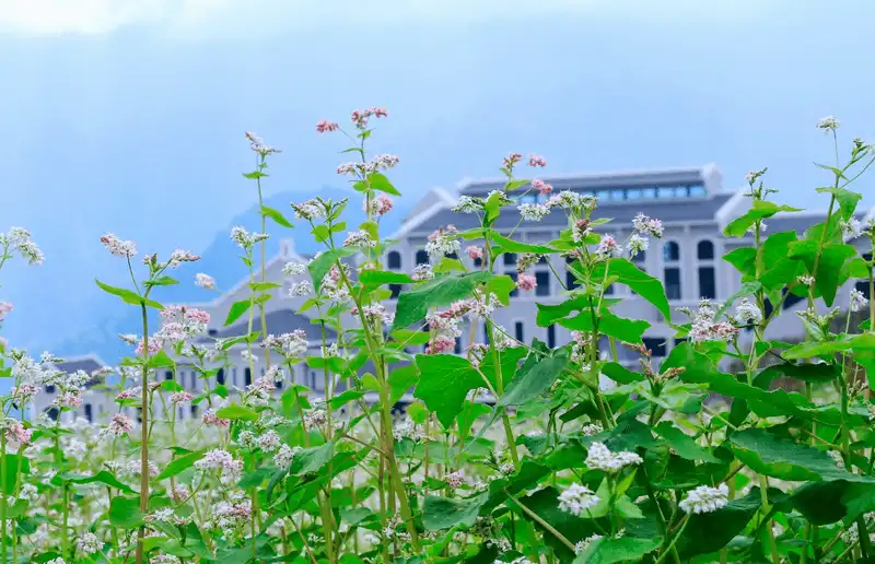 wanderlust tips thang 10 toi sa pa ngam hoa tam giac mach 3