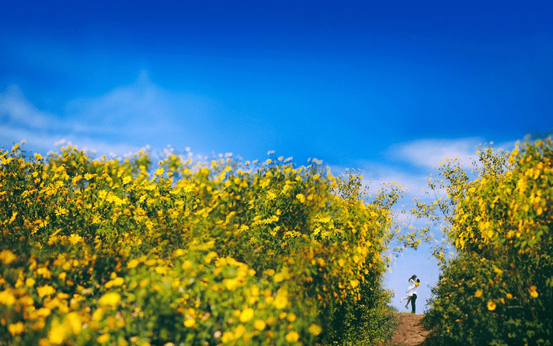 4 cung đường ngắm hoa dã quỳ đẹp nhất ở Đà Lạt