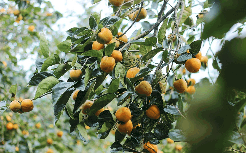 wanderlust tips ghe tham vuon hong diem check ao tung chao o da lat 2