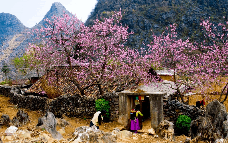 Hà Giang say đắm những mùa hoa 5 wanderlust tips ha giang say dam nhung mua hoa 0