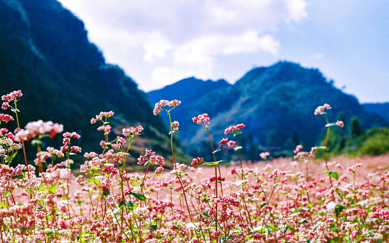 Những địa điểm ngắm hoa tam giác mạch đẹp nhất Hà Giang
