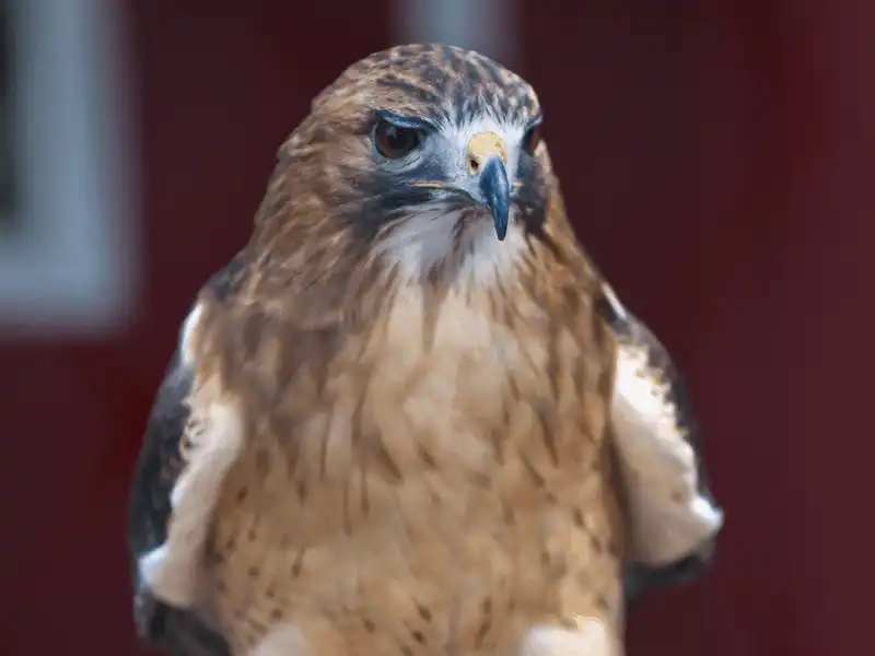 wanderlust tips 5 trai nghiem khong the bo qua o abu dhabi 2