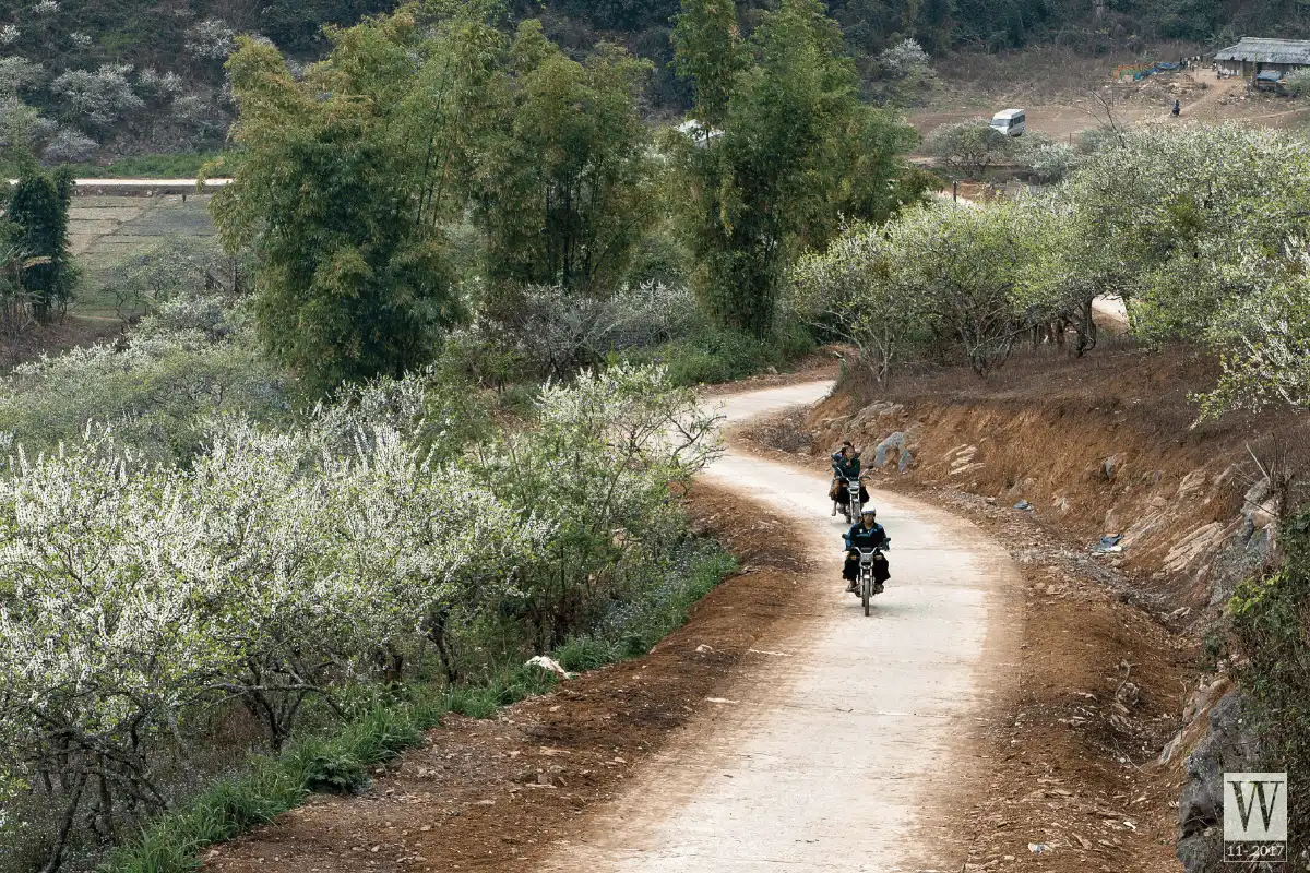 Tháng 11 và những cung đường hoa 13 wanderlust tips November and flower routes3