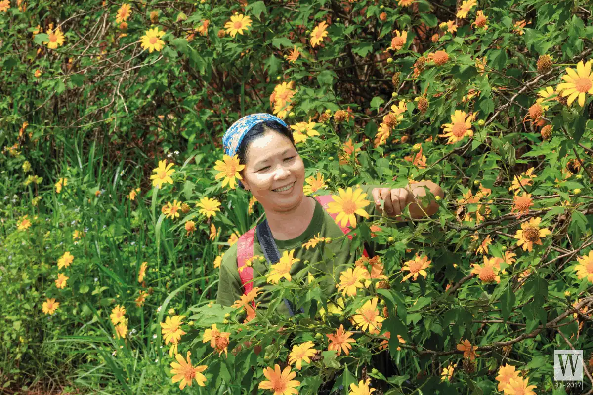 Tháng 11 và những cung đường hoa 16 wanderlust tips November and flower routes4