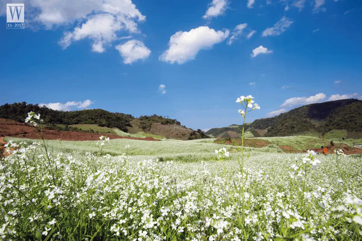 Tháng 11 và những cung đường hoa 12 wanderlust tips Thang 11 va nhung cung duong hoa3