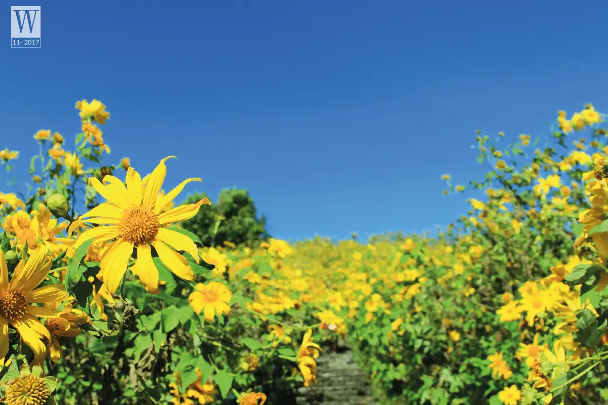 Tháng 11 và những cung đường hoa 15 wanderlust tips Thang 11 va nhung cung duong hoa4