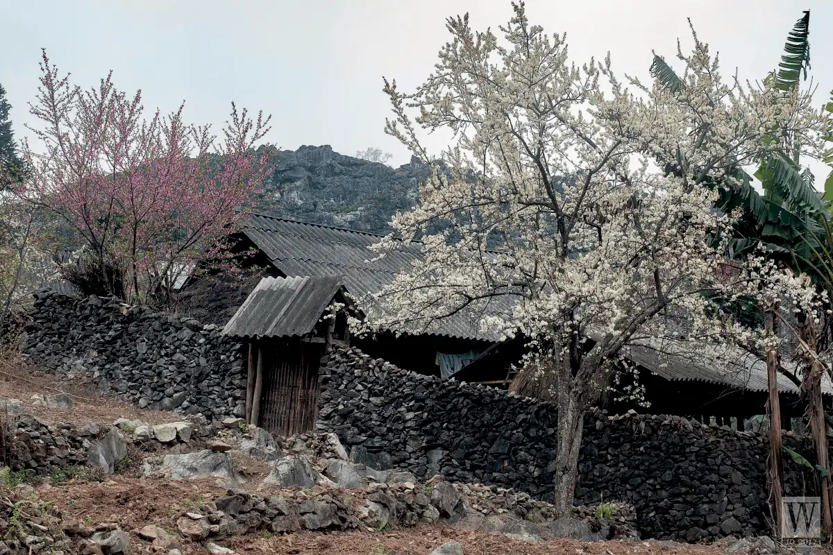 Về Hà Giang, kể chuyện người mông trên những đỉnh trời đá xám 7 wanderlust tips Ve Ha Giang ke chuyen nguoi mong tren nhung dinh troi da