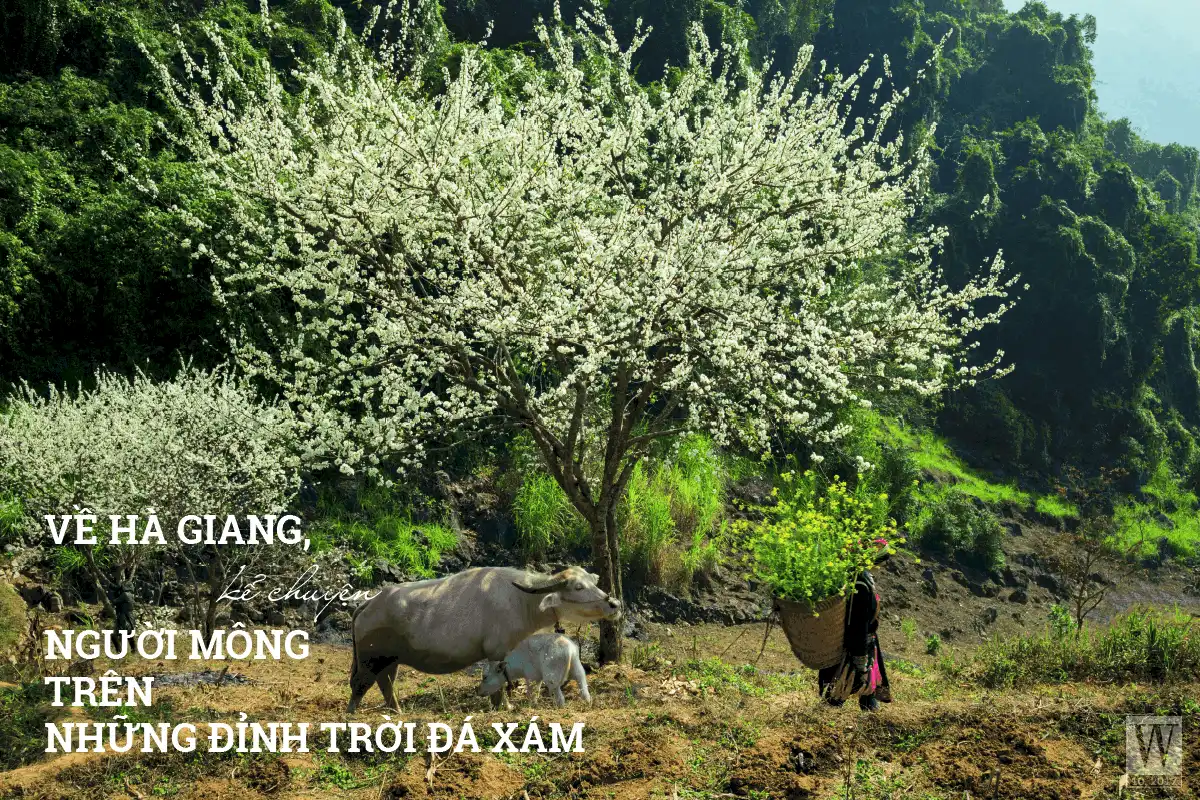 wanderlust tips Ve Ha Giang ke chuyen nguoi mong tren nhung dinh troi da