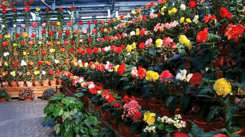 Kỳ ảo đường hầm ánh sáng ở xứ sở hoa anh đào 12 wanderlust tips choang ngop voi duong ham anh sang dep ky ao o xu hoa anh dao 7