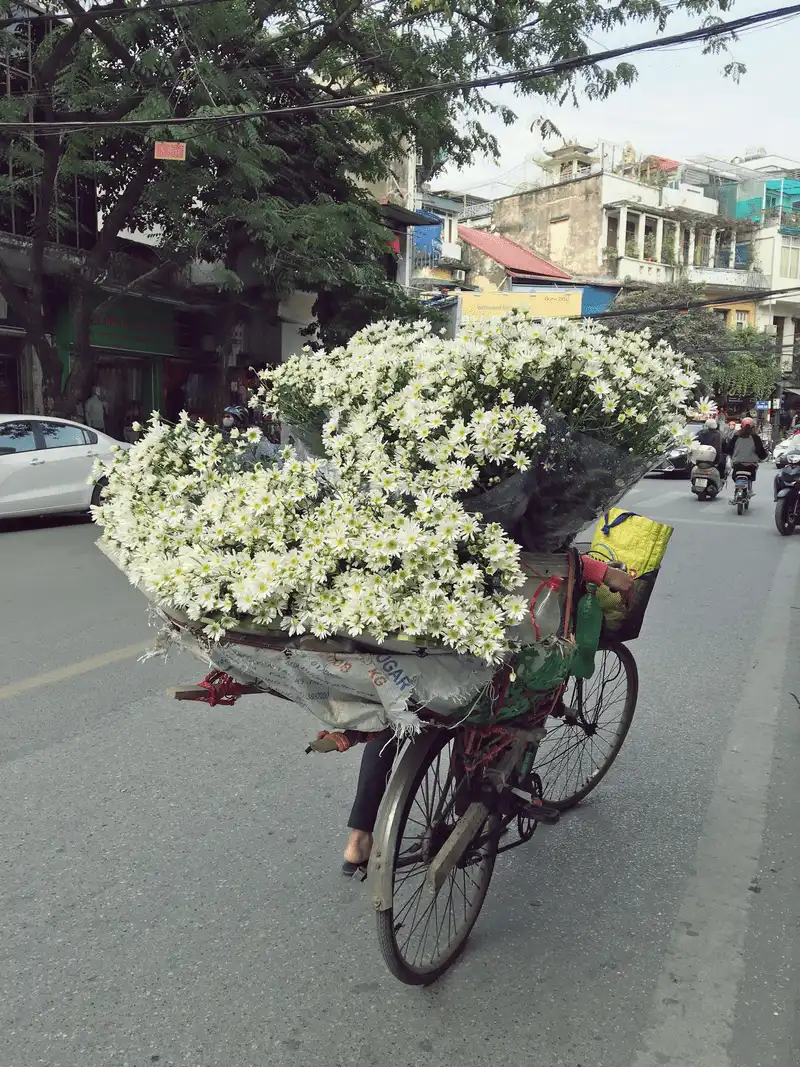 Cúc họa mi, loài hoa “chở” mùa đông về cho Hà Nội 9 wanderlust tips cuc hoa mi loai hoa cho mua dong ve cho ha noi 11