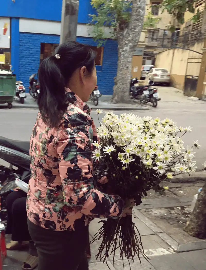 Cúc họa mi, loài hoa “chở” mùa đông về cho Hà Nội 13 wanderlust tips cuc hoa mi loai hoa cho mua dong ve cho ha noi 12