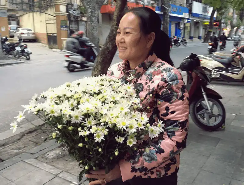 Cúc họa mi, loài hoa “chở” mùa đông về cho Hà Nội 14 wanderlust tips cuc hoa mi loai hoa cho mua dong ve cho ha noi 13