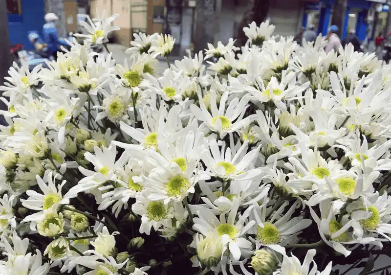 Cúc họa mi, loài hoa “chở” mùa đông về cho Hà Nội 12 wanderlust tips cuc hoa mi loai hoa cho mua dong ve cho ha noi 14