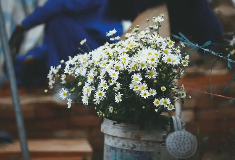 Cúc họa mi, loài hoa “chở” mùa đông về cho Hà Nội 6 wanderlust tips cuc hoa mi loai hoa cho mua dong ve cho ha noi 4