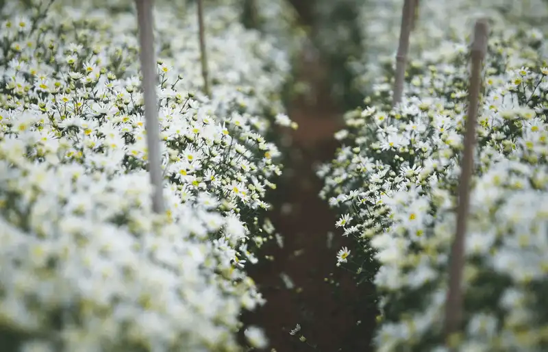 Cúc họa mi, loài hoa “chở” mùa đông về cho Hà Nội 11 wanderlust tips cuc hoa mi loai hoa cho mua dong ve cho ha noi 6