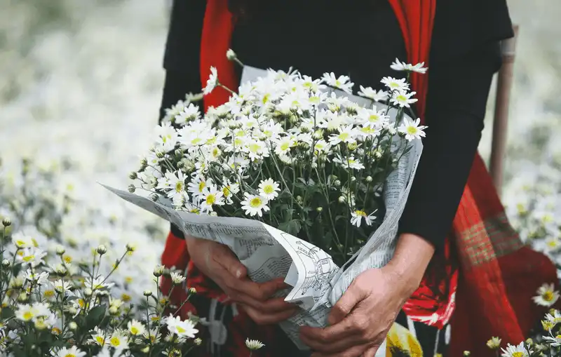 Cúc họa mi, loài hoa “chở” mùa đông về cho Hà Nội 8 wanderlust tips cuc hoa mi loai hoa cho mua dong ve cho ha noi 7