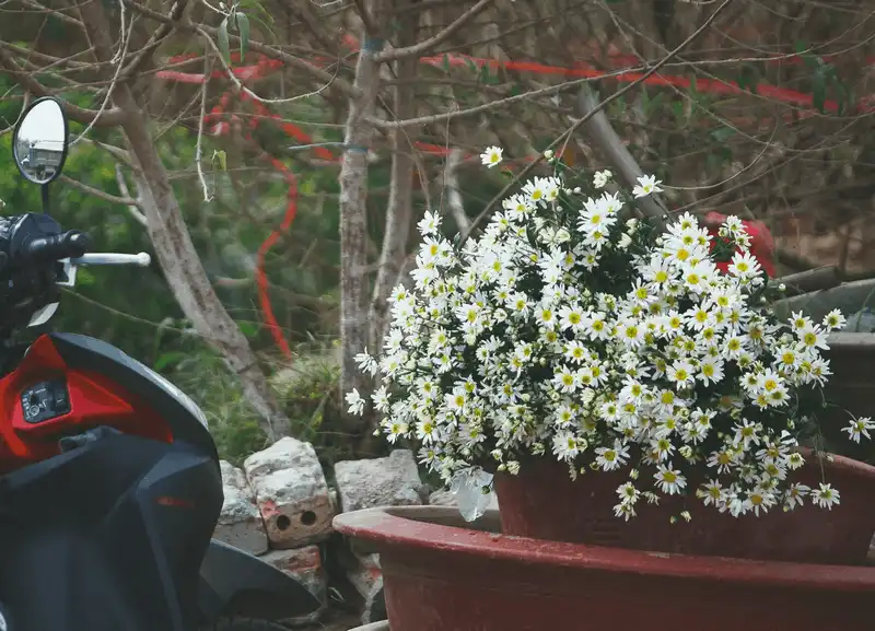 Cúc họa mi, loài hoa “chở” mùa đông về cho Hà Nội 10 wanderlust tips cuc hoa mi loai hoa cho mua dong ve cho ha noi 8