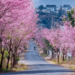 wanderlust tips da lat di qua nhung mua hoa 0