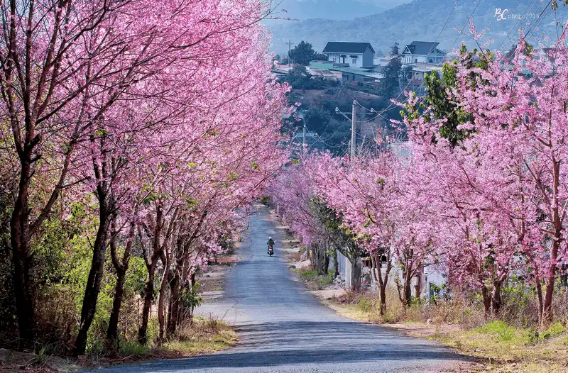 wanderlust tips da lat di qua nhung mua hoa 1