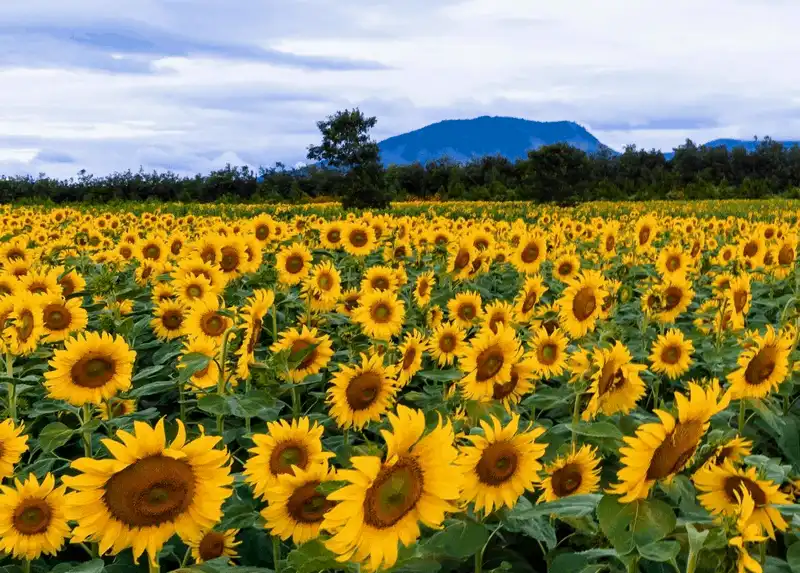 wanderlust tips da lat di qua nhung mua hoa 12